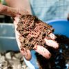 Even Restaurants Are Starting To Compost Now